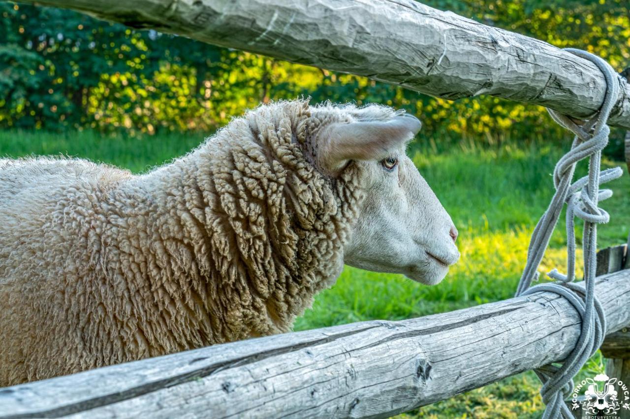 Agroturystyka Corno Owca Zabnica Eksteriør bilde
